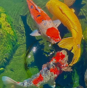 Meet your Posher, Erycka